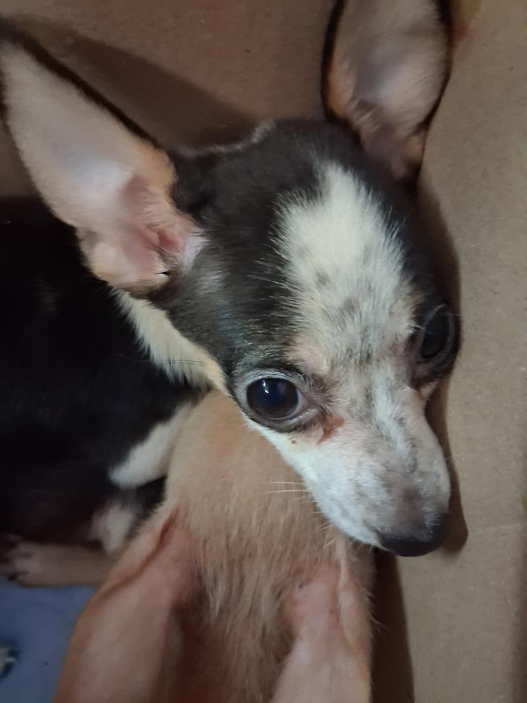 Enlarge milo, a Adoptable mixed breed in Brownwood, TX image 1/1
