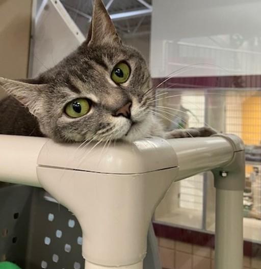 Enlarge BABS, a Adoptable Domestic Short Hair in Springfield, MA image 1/1