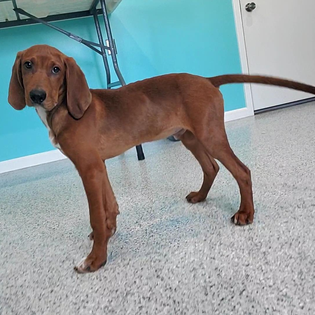 Cletus, a ADOPTABLE mixed breed in Hutchinson, MN image 2/6