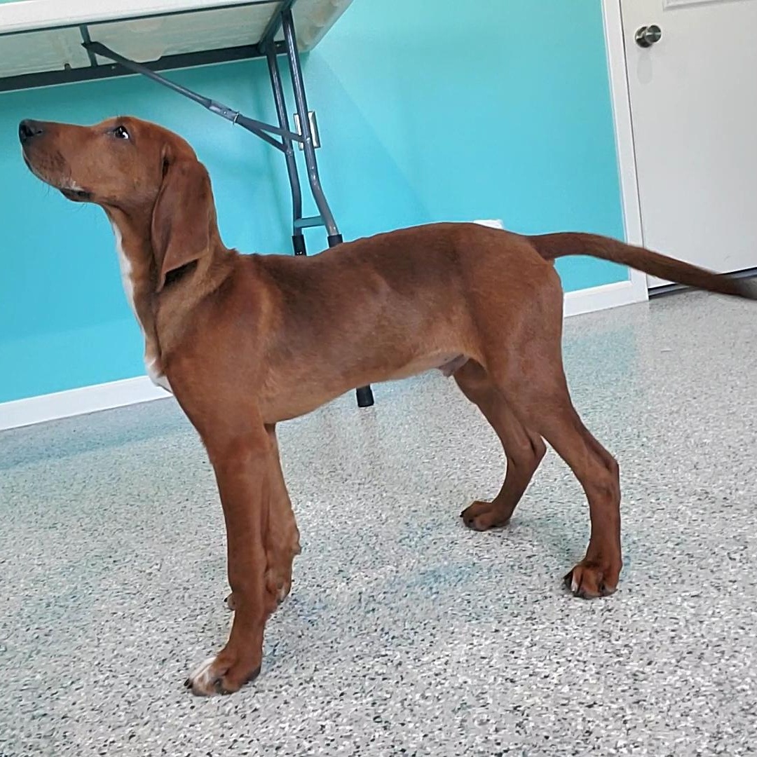 Cletus, ADOPTABLE, Puppy Male Coonhound.