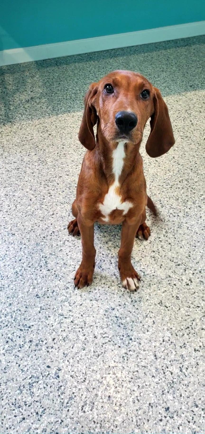 Cletus, a ADOPTABLE mixed breed in Hutchinson, MN image 6/6