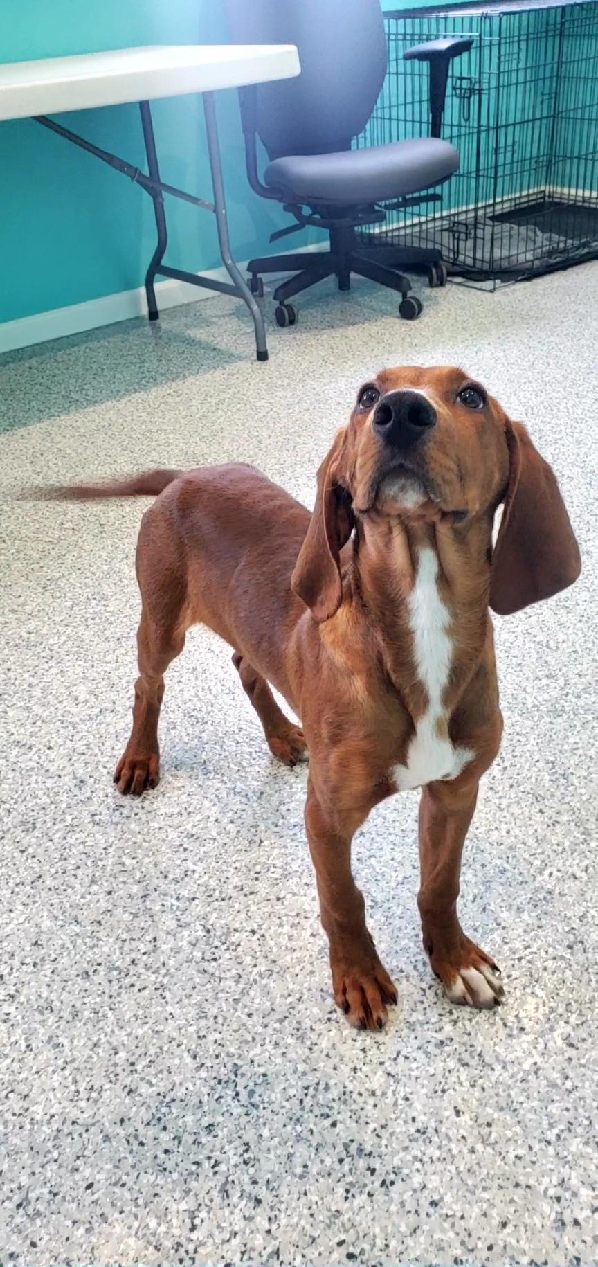 Cletus, a ADOPTABLE mixed breed in Hutchinson, MN image 5/6