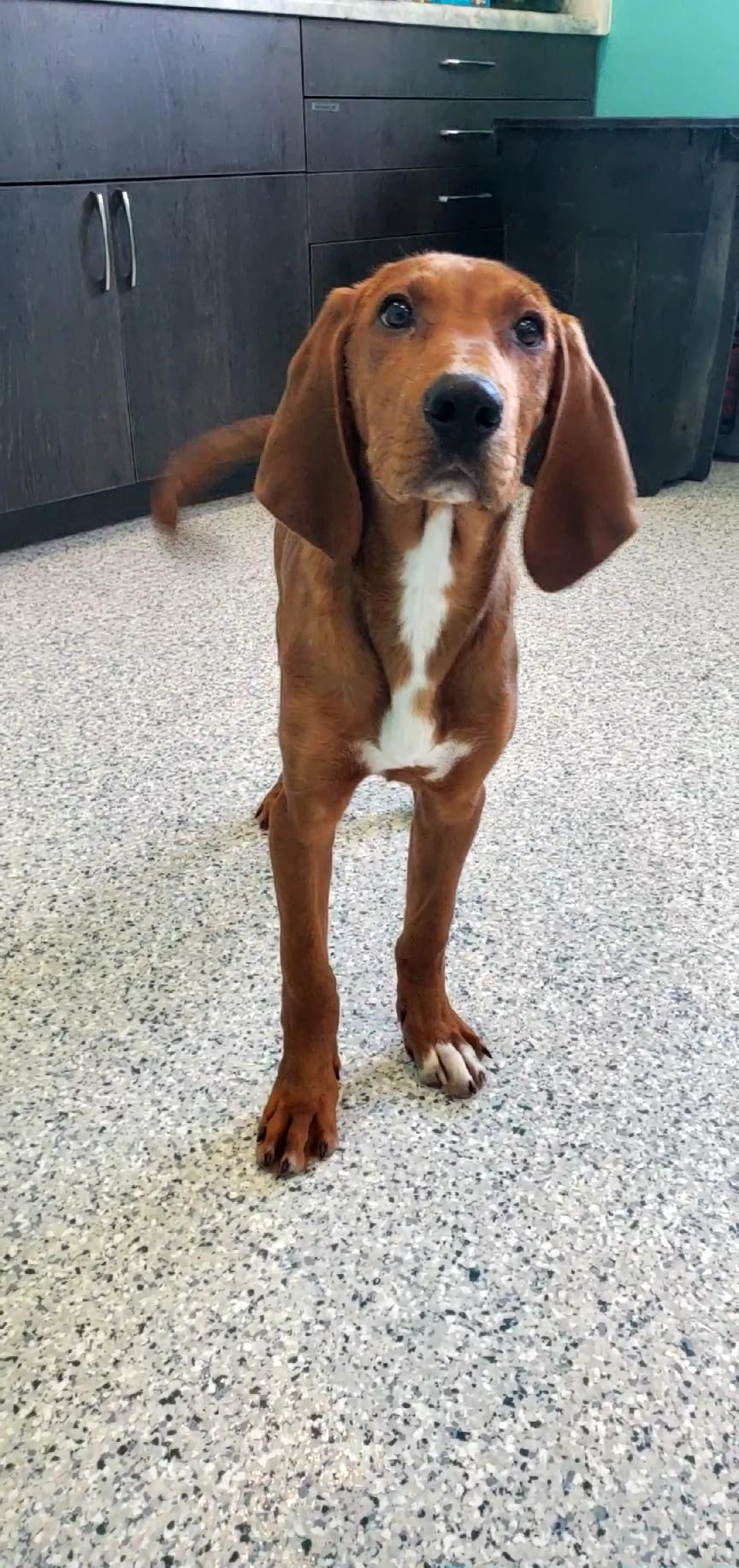 Cletus, a ADOPTABLE mixed breed in Hutchinson, MN image 4/6