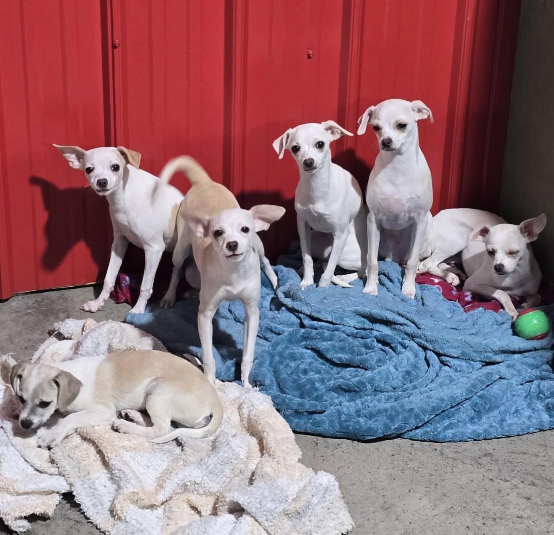 Enlarge Puppy Percy, a Adoptable mixed breed in Charlotte, NC image 3/5