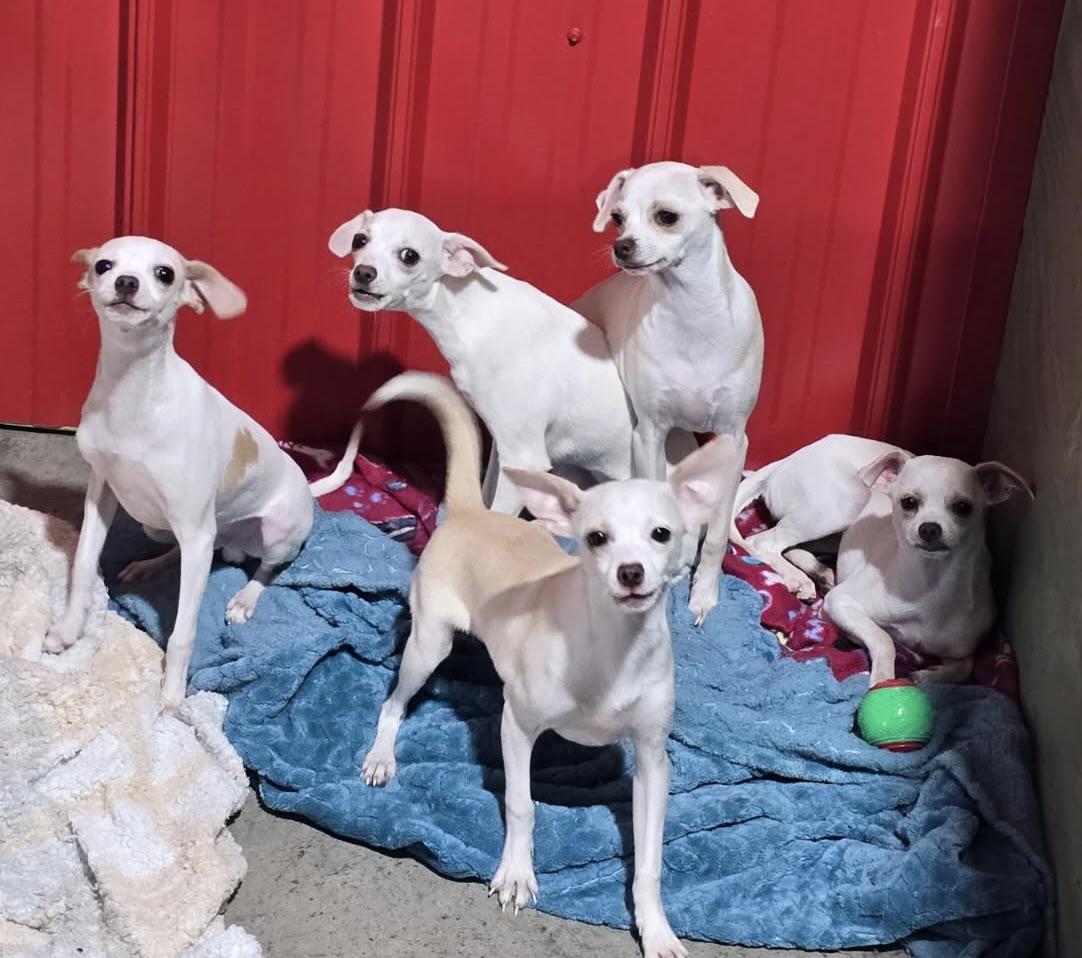 Enlarge Puppy Percy, a Adoptable mixed breed in Charlotte, NC image 5/5