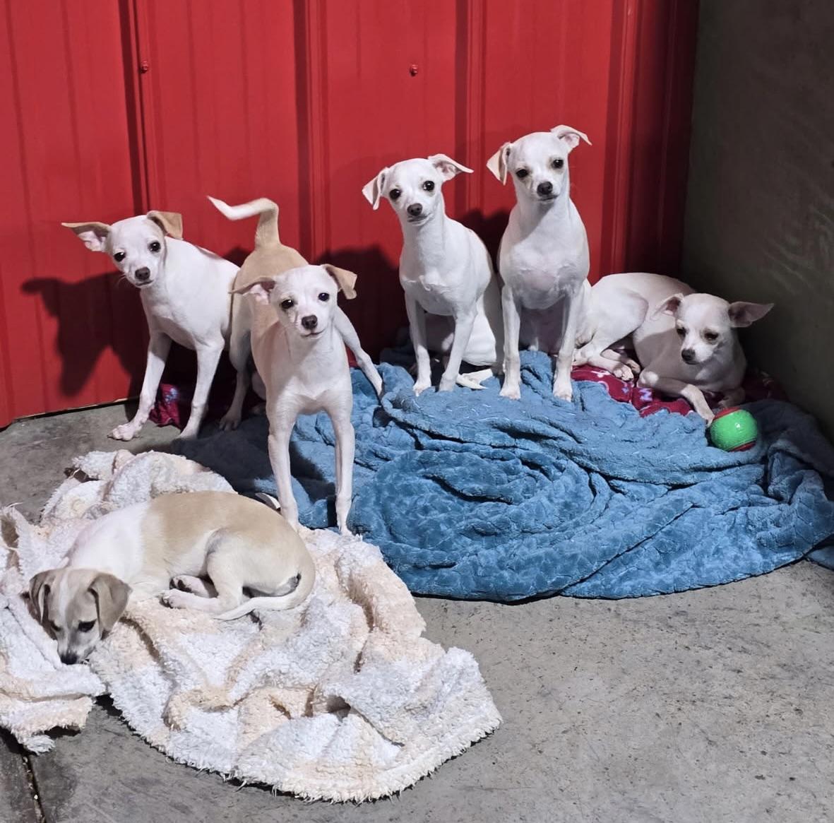 Enlarge Puppy Percy, a Adoptable mixed breed in Charlotte, NC image 4/5