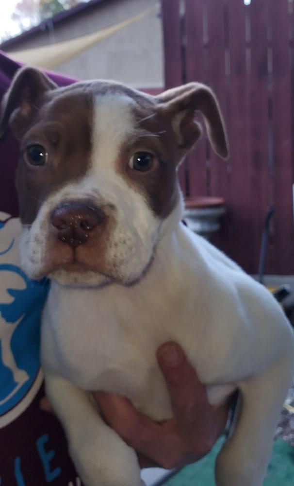 Sugar, Adopted, Puppy Female American Bulldog & Mixed Breed.