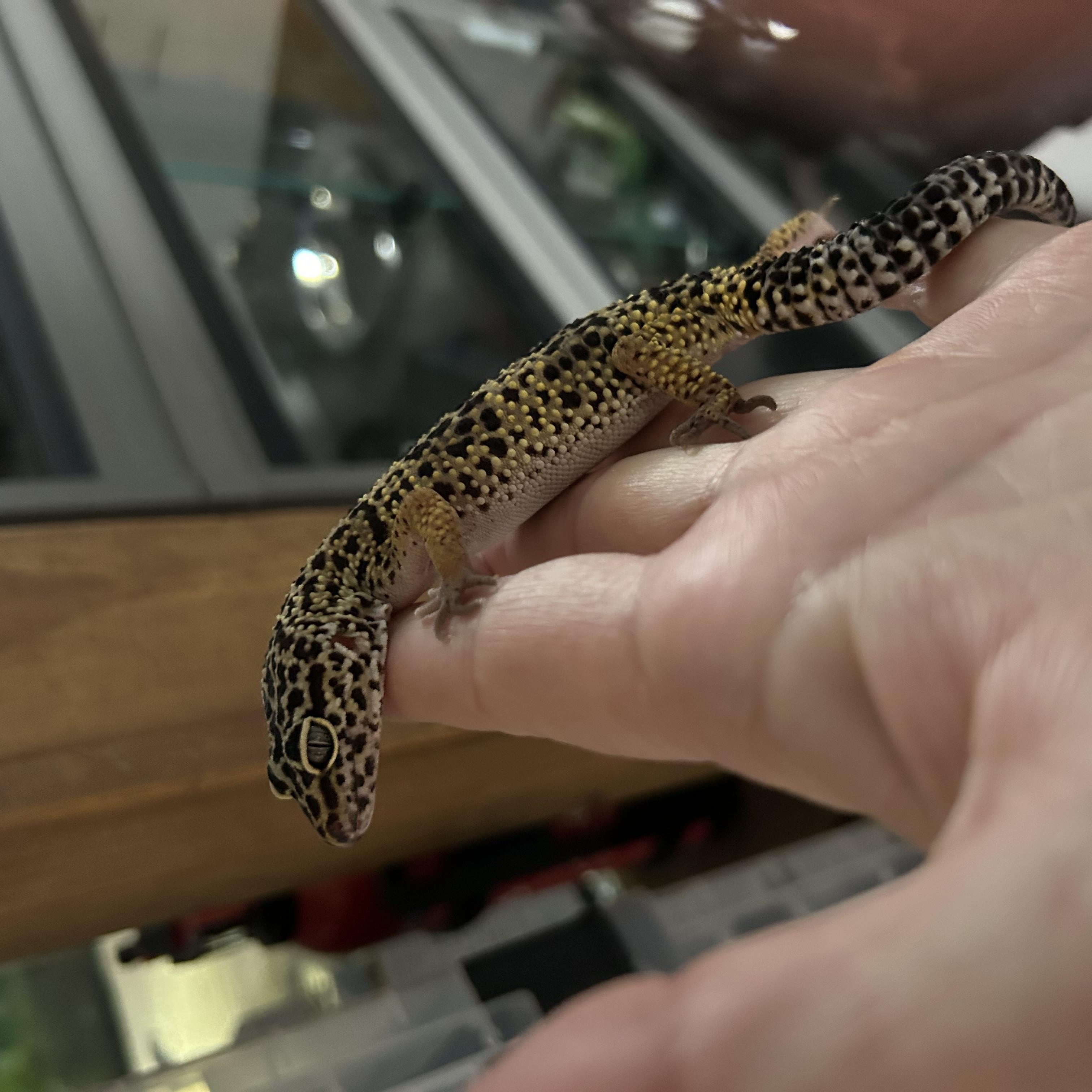 Leopard Gecko Minty, a Adoptable Gecko in Concord, CA image 1/2