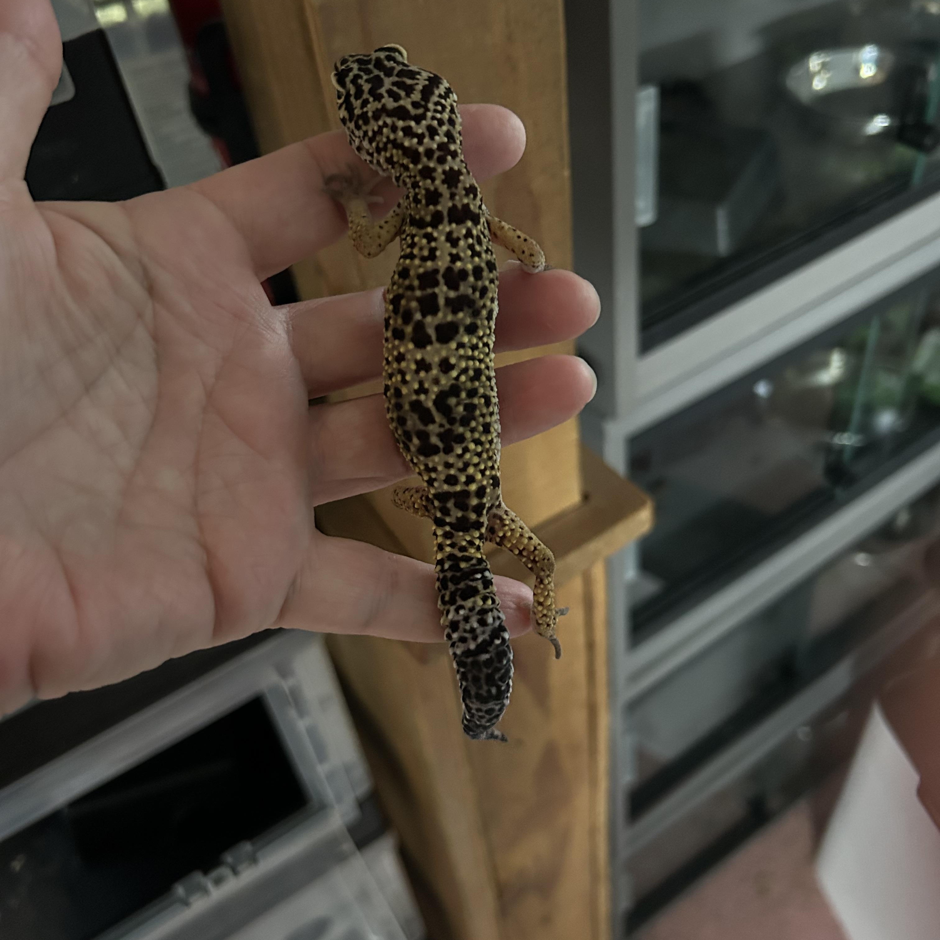 Leopard Gecko Minty, a Adoptable Gecko in Concord, CA image 2/2