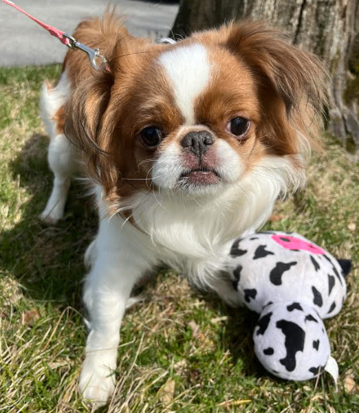 Enlarge Katara has been ADOPTED, a Adoptable Japanese Chin in Hillsdale, NJ image 1/4