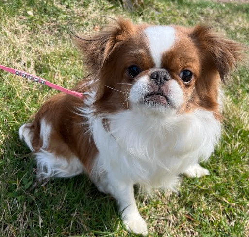 Enlarge Katara has been ADOPTED, a Adoptable Japanese Chin in Hillsdale, NJ image 2/4