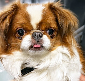 Enlarge Katara has been ADOPTED, a Adoptable Japanese Chin in Hillsdale, NJ image 3/4