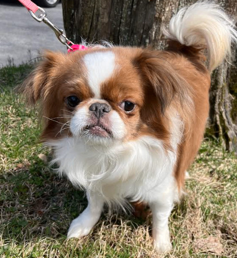 Enlarge Katara has been ADOPTED, a Adoptable Japanese Chin in Hillsdale, NJ image 4/4