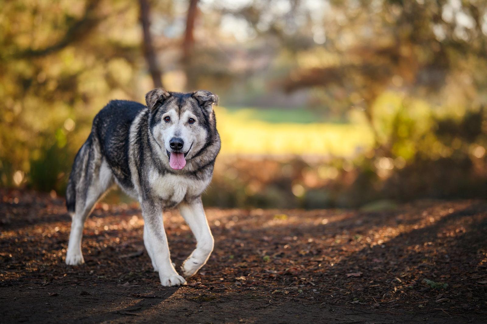 NICOLE, Adopted, Adult Female Alaskan Malamute & Irish Wolfhound.