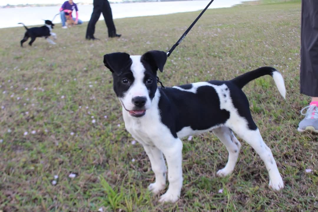 Arthur, Adopted, Puppy Male Border Collie & American Bulldog.