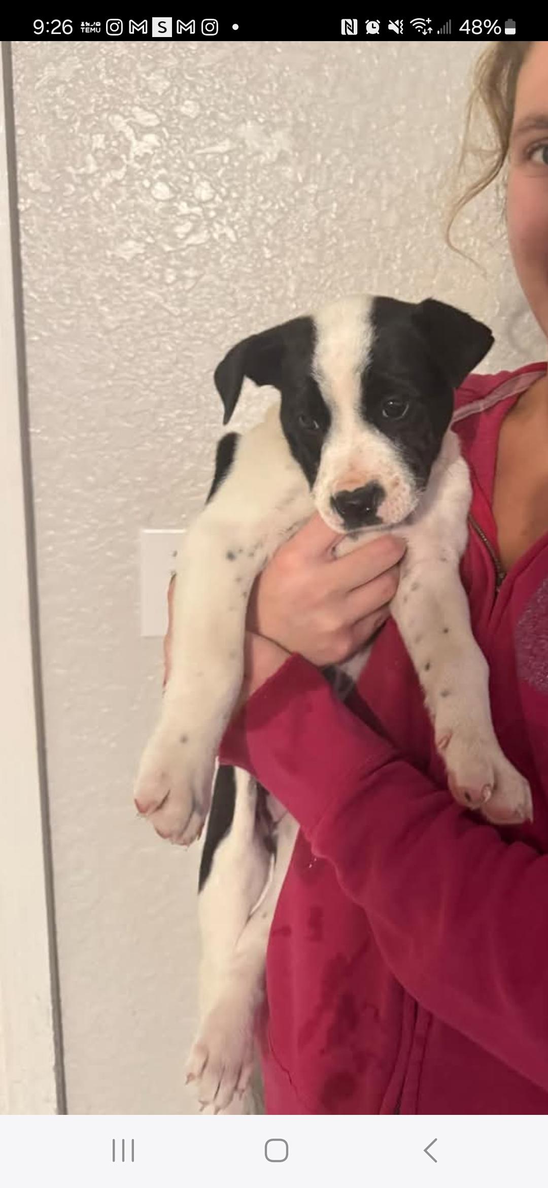 Enlarge Arthur, a Adopted mixed breed in Loxahatchee, FL image 2/2