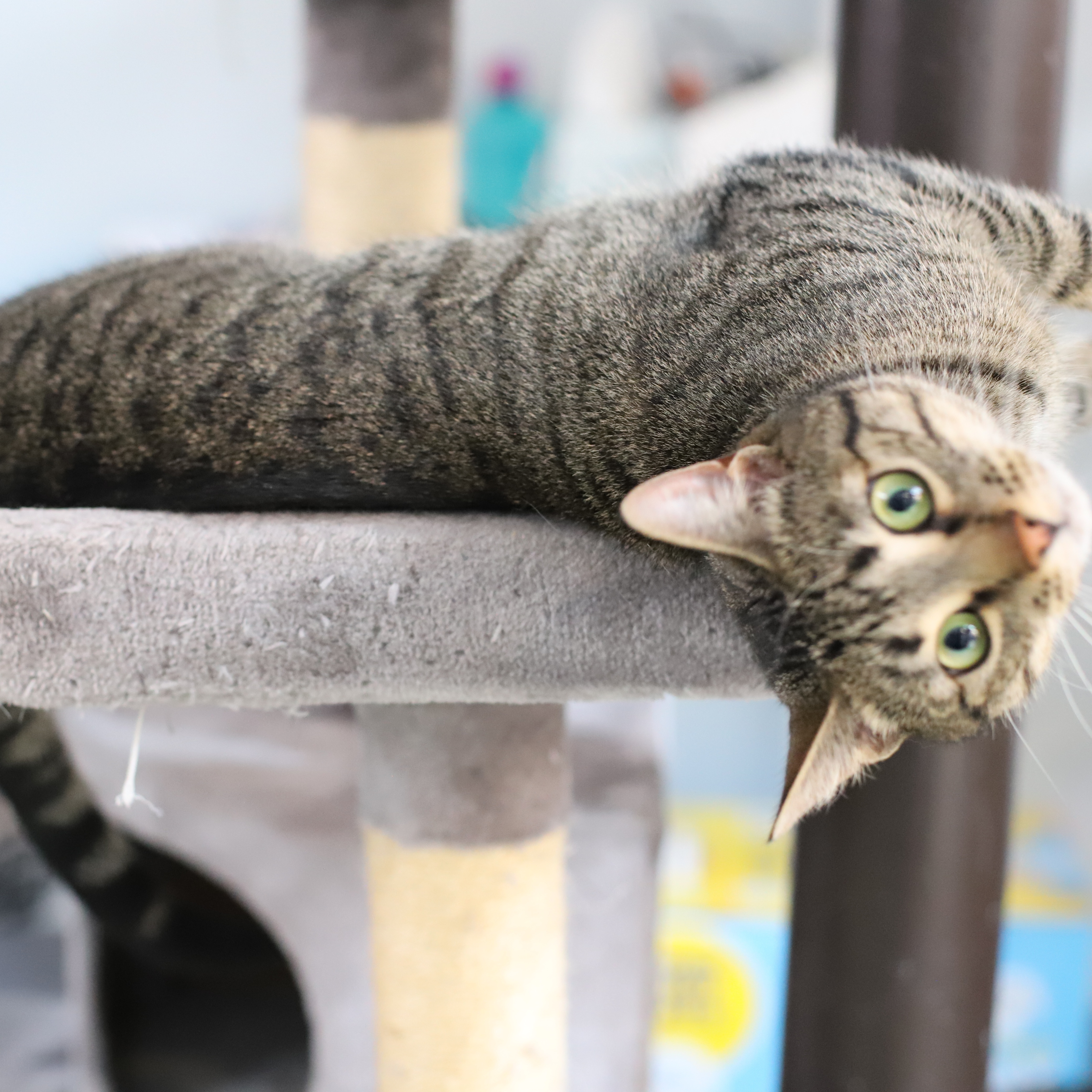 Enlarge Rajah, a Adopted Tiger in Endicott, NY image 3/4