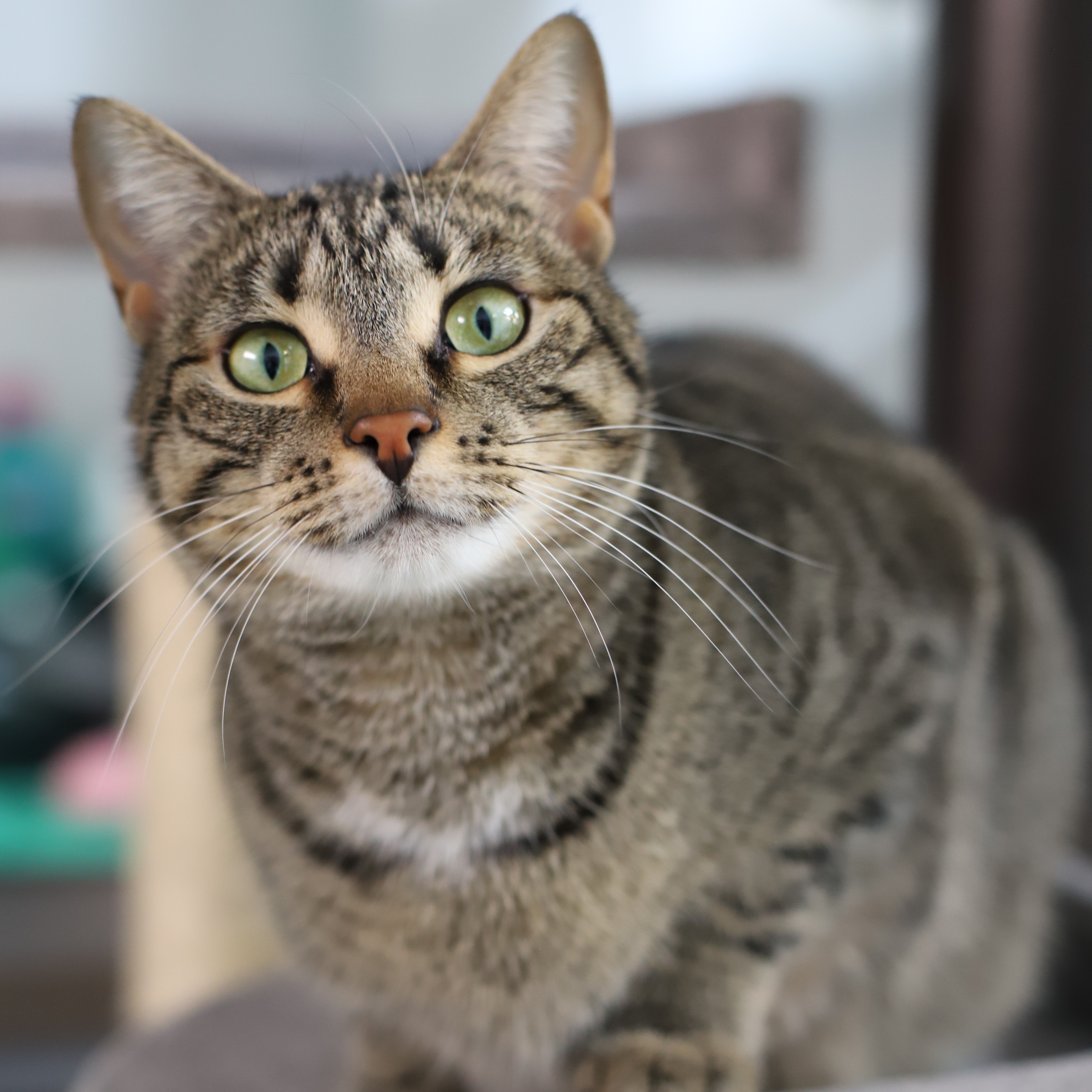 Rajah, Adopted, Young Female Tiger.