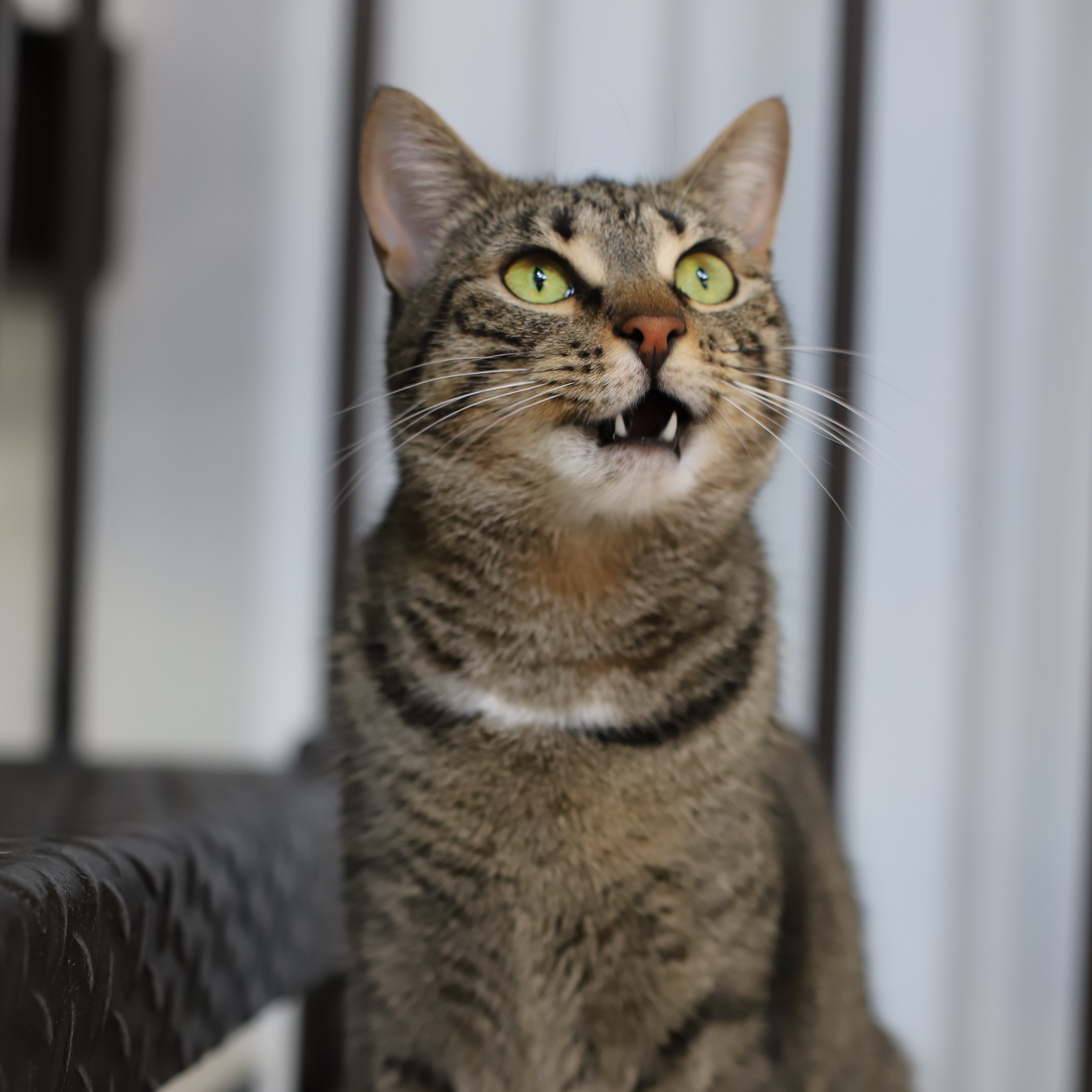 Enlarge Rajah, a Adopted Tiger in Endicott, NY image 2/4