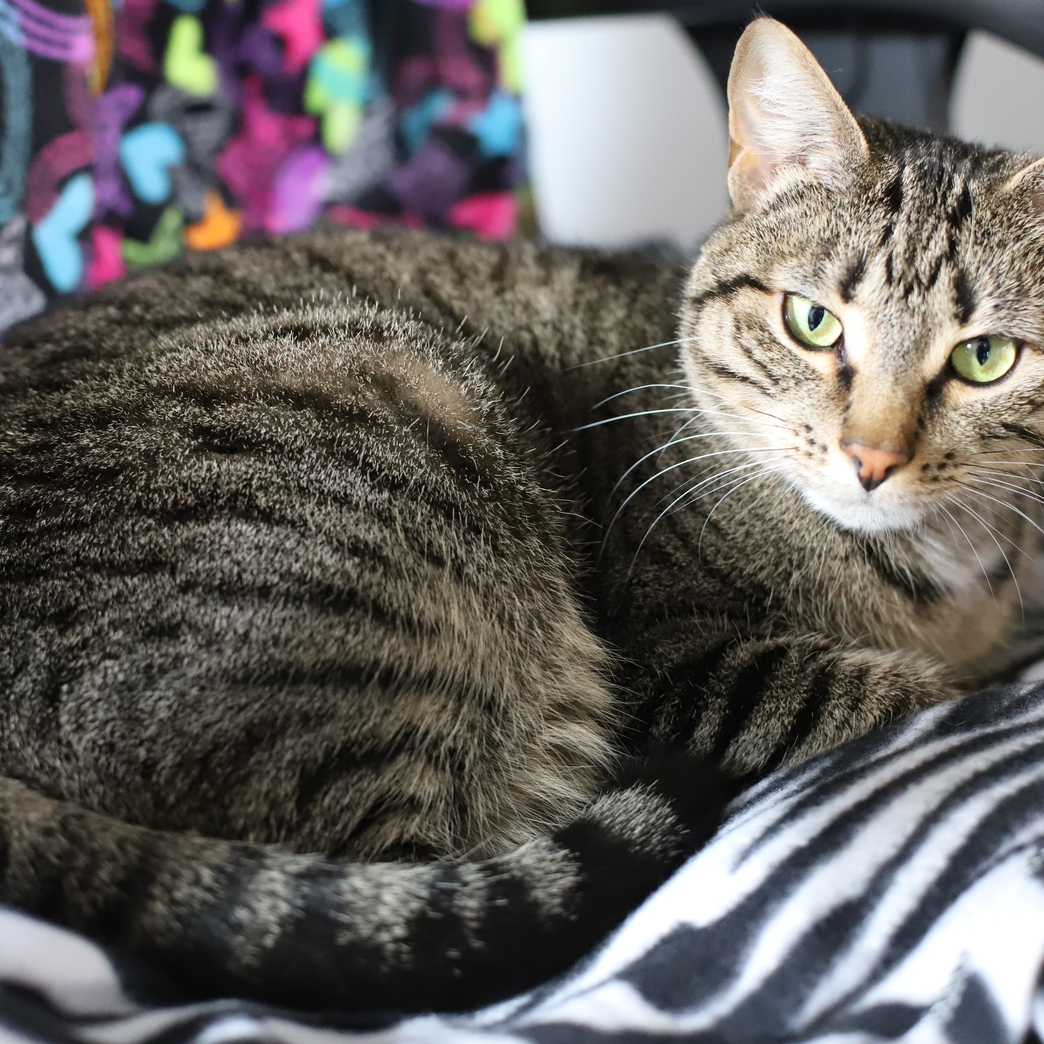 Enlarge Rajah, a Adopted Tiger in Endicott, NY image 4/4