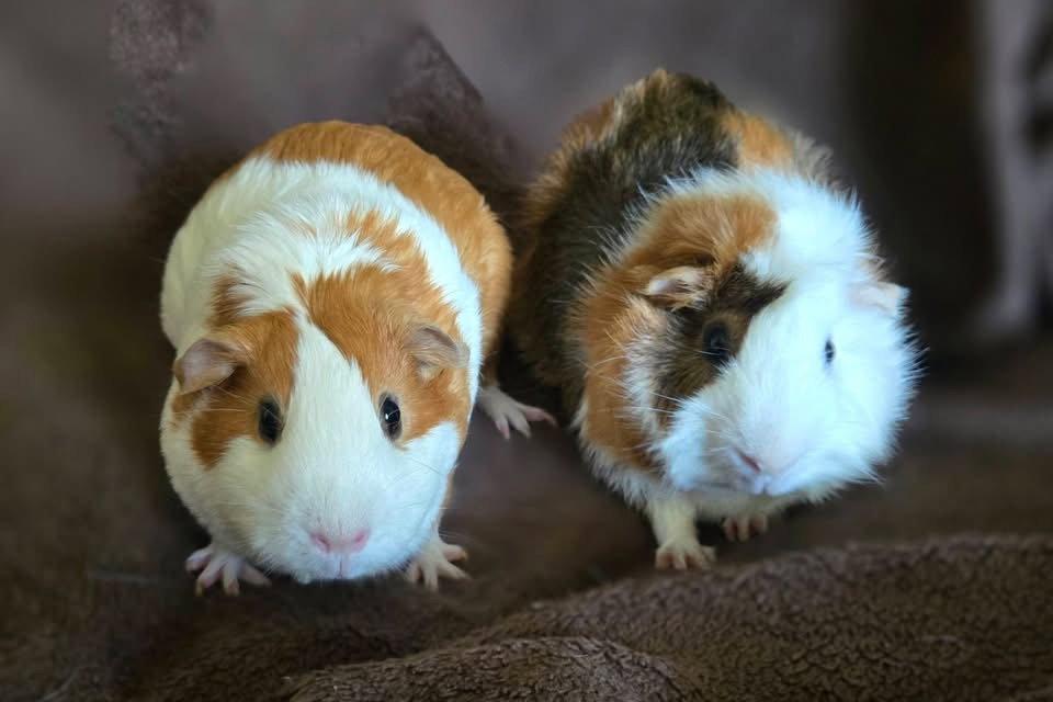 Enlarge Cornelius & Harper, a Adoptable Guinea Pig in Frederick, MD image 1/3