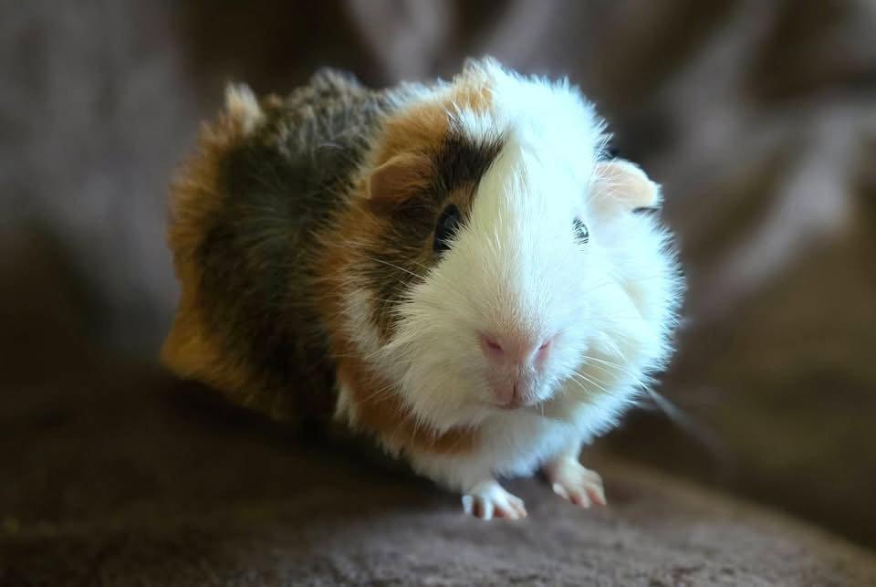 Enlarge Cornelius & Harper, a Adoptable Guinea Pig in Frederick, MD image 2/3