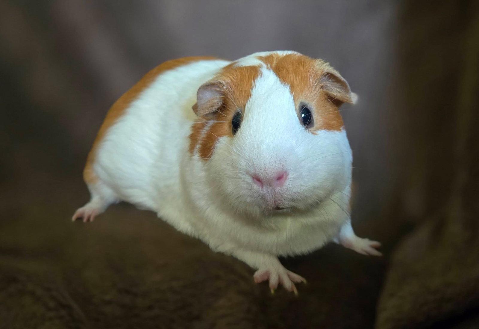 Enlarge Cornelius & Harper, a Adoptable Guinea Pig in Frederick, MD image 3/3
