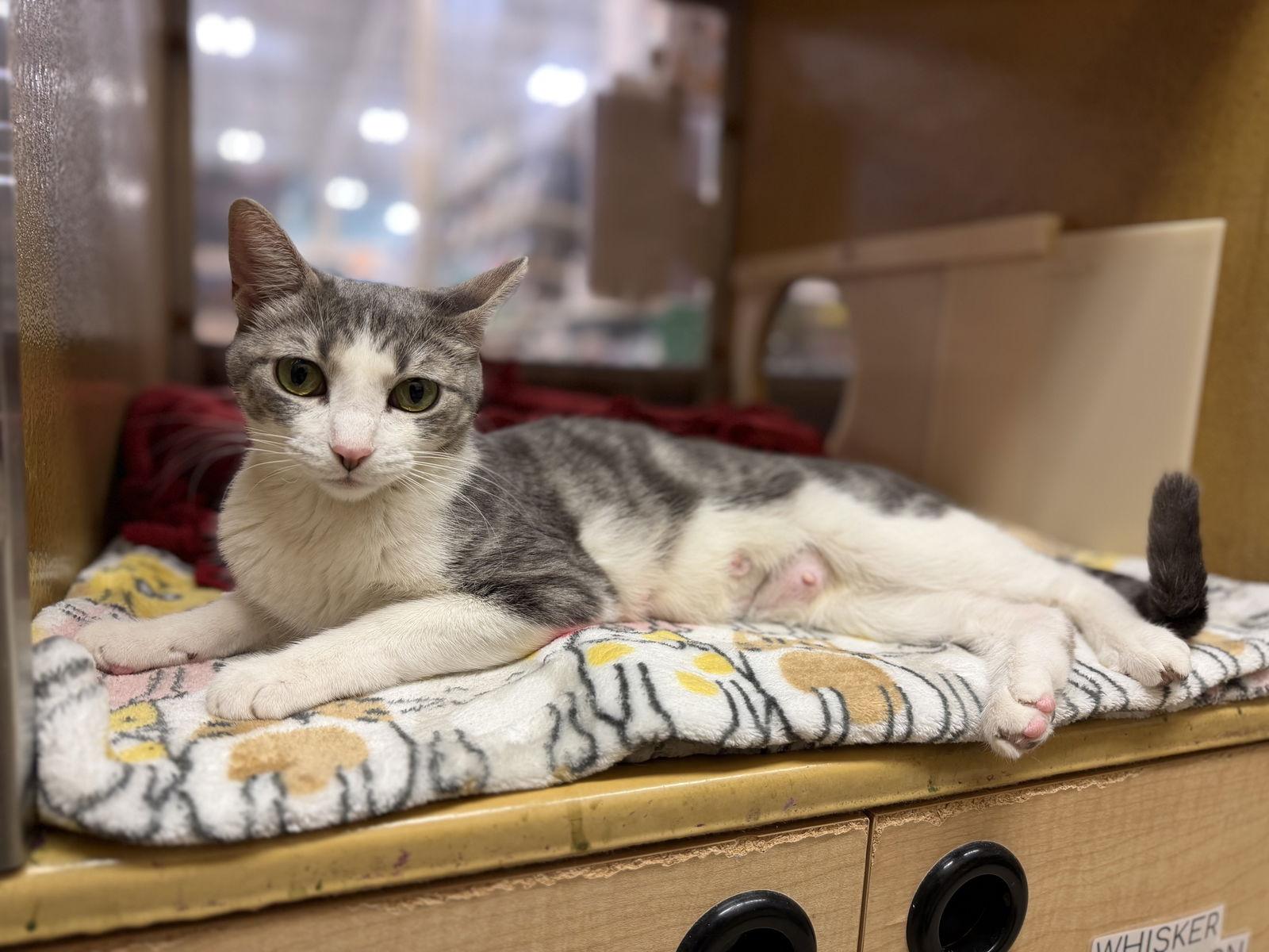 Ursa Major, Adoptable, Adult Female Domestic Short Hair.