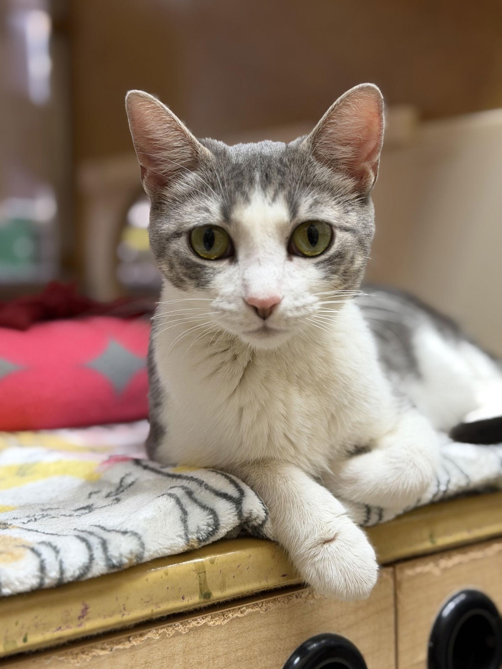 Enlarge Ursa Major, a Adoptable Domestic Short Hair in Wheaton, IL image 2/3