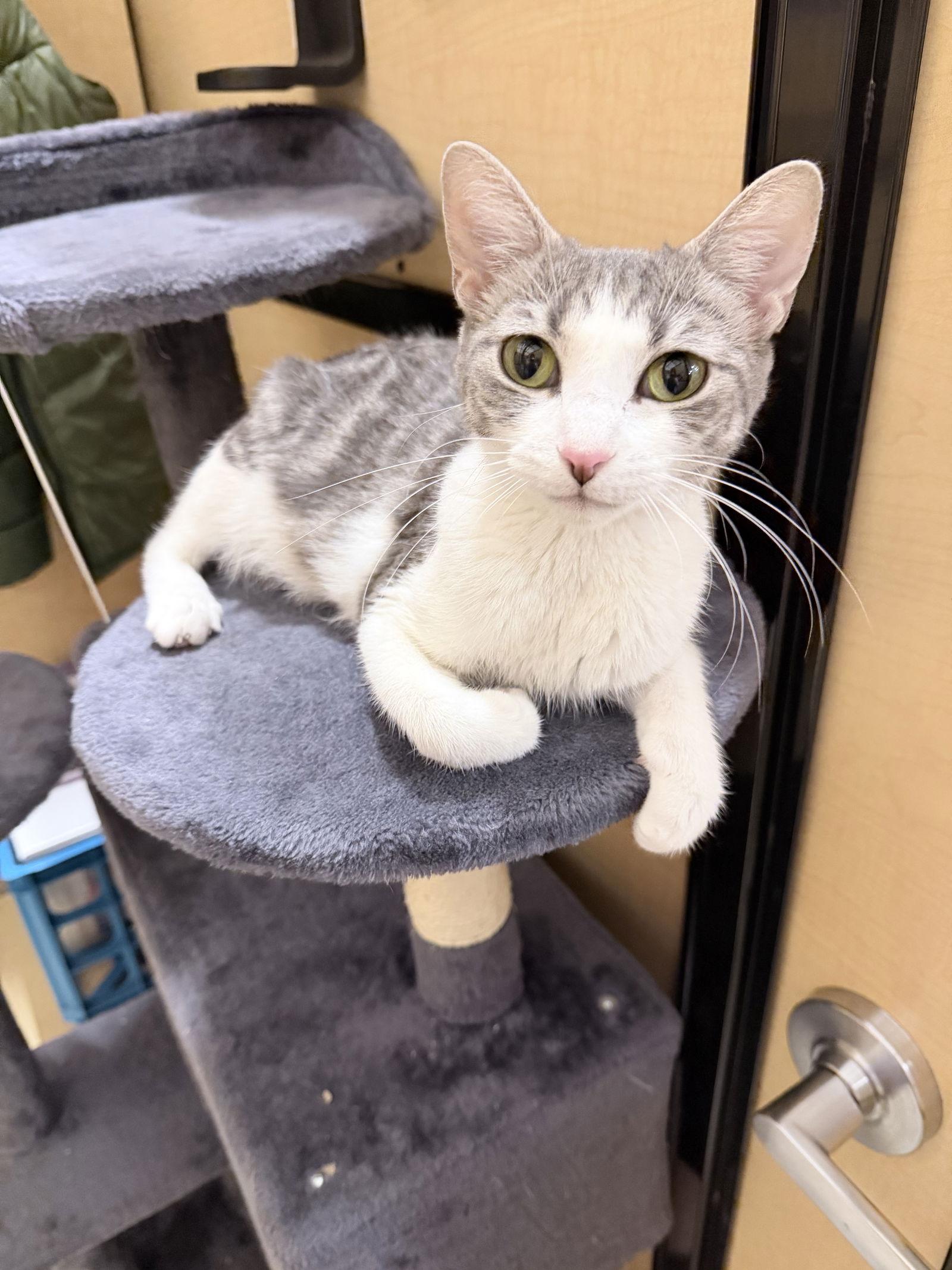 Enlarge Ursa Major, a Adoptable Domestic Short Hair in Wheaton, IL image 3/3