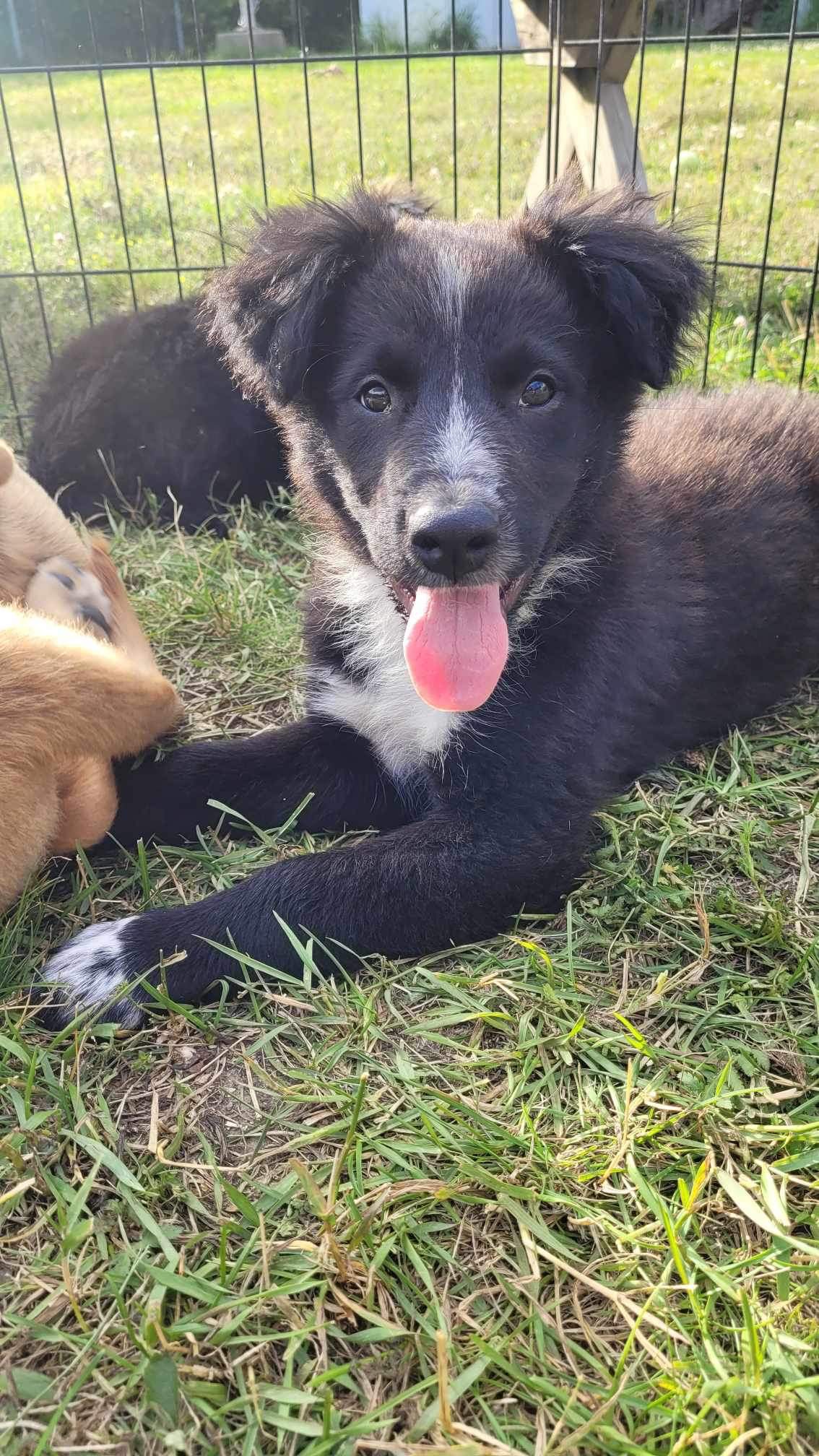 Cobalt, a Adopted Shepherd in PEMBERTON, BC image 2/5