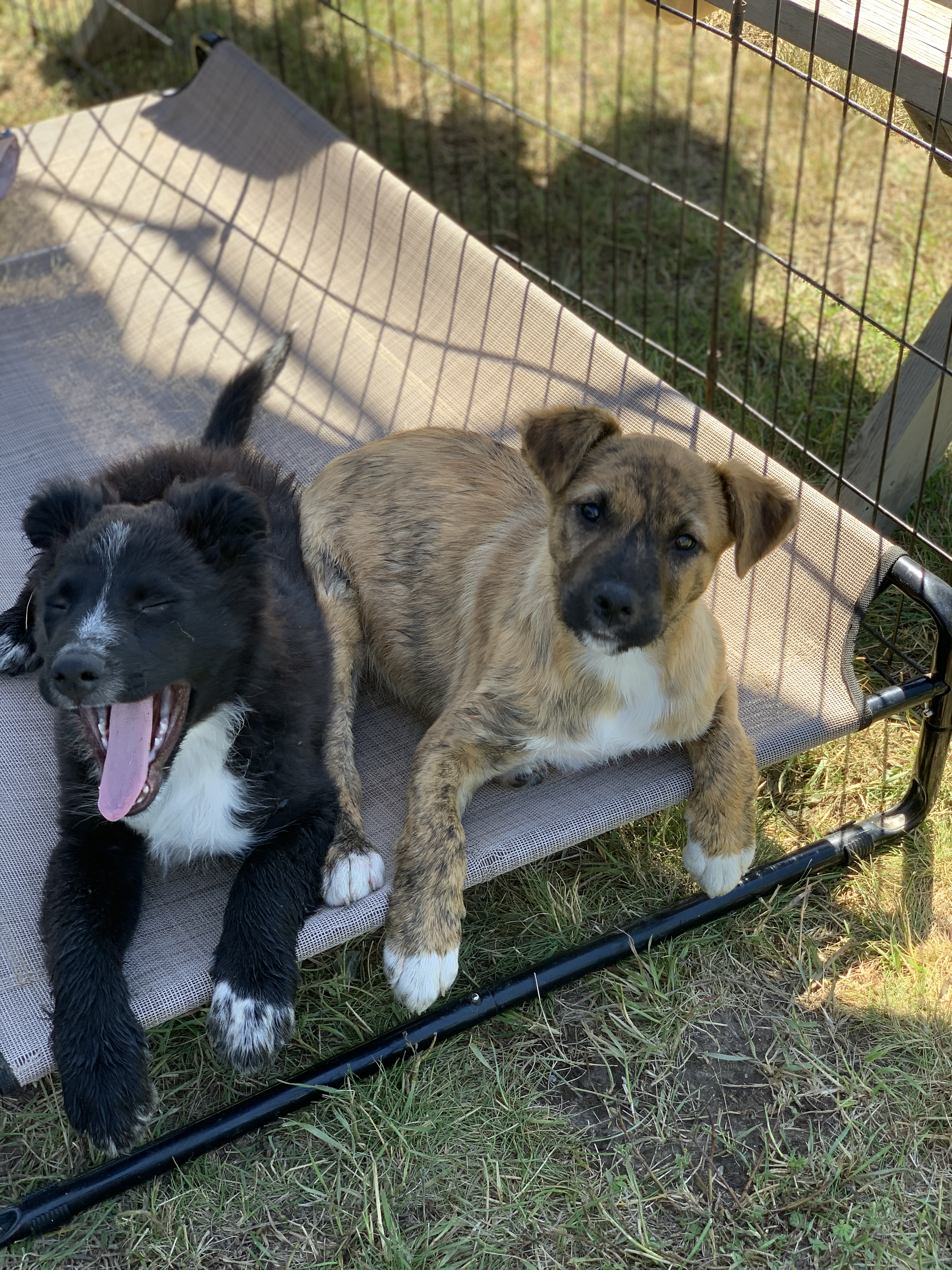 Cobalt, a Adopted Shepherd in PEMBERTON, BC image 3/5
