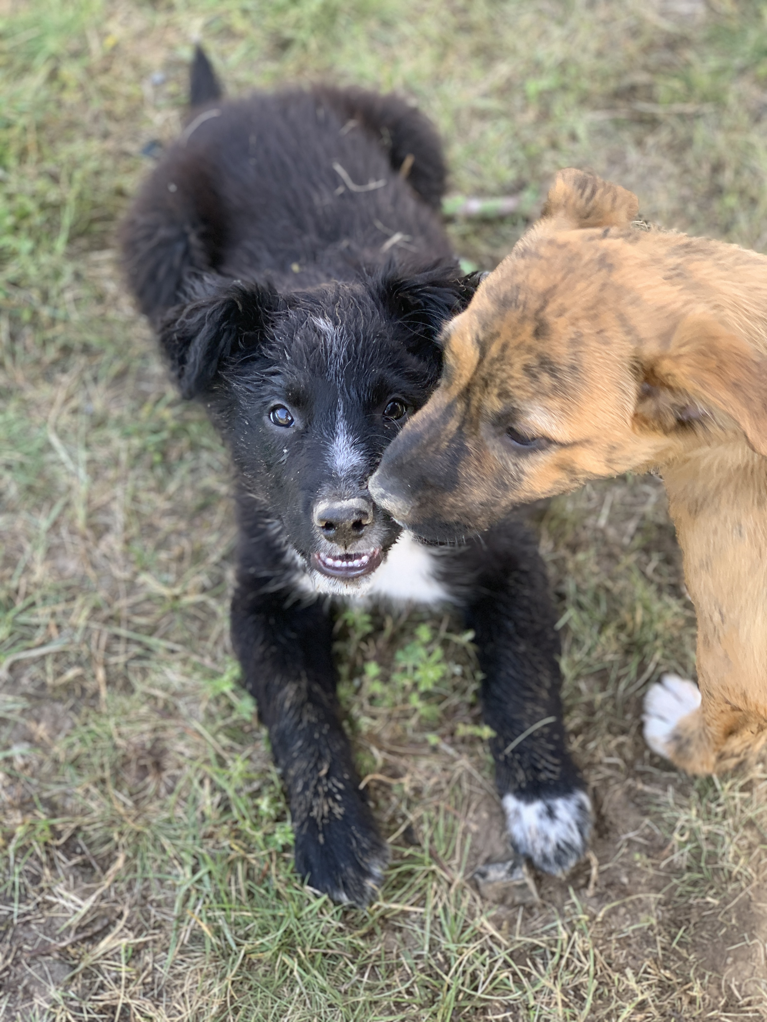 Cobalt, a Adopted Shepherd in PEMBERTON, BC image 4/5