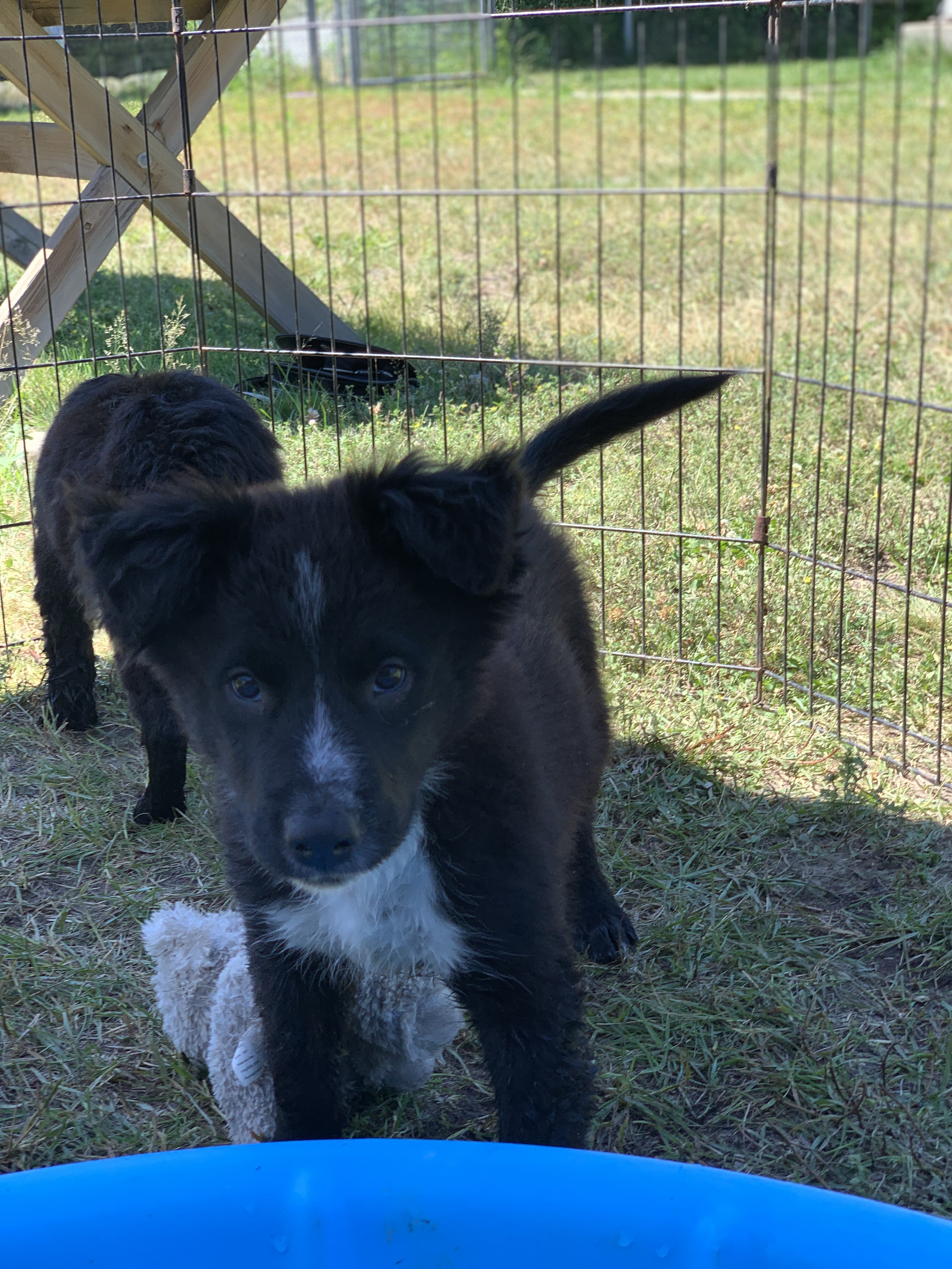 Cobalt, a Adopted Shepherd in PEMBERTON, BC image 5/5
