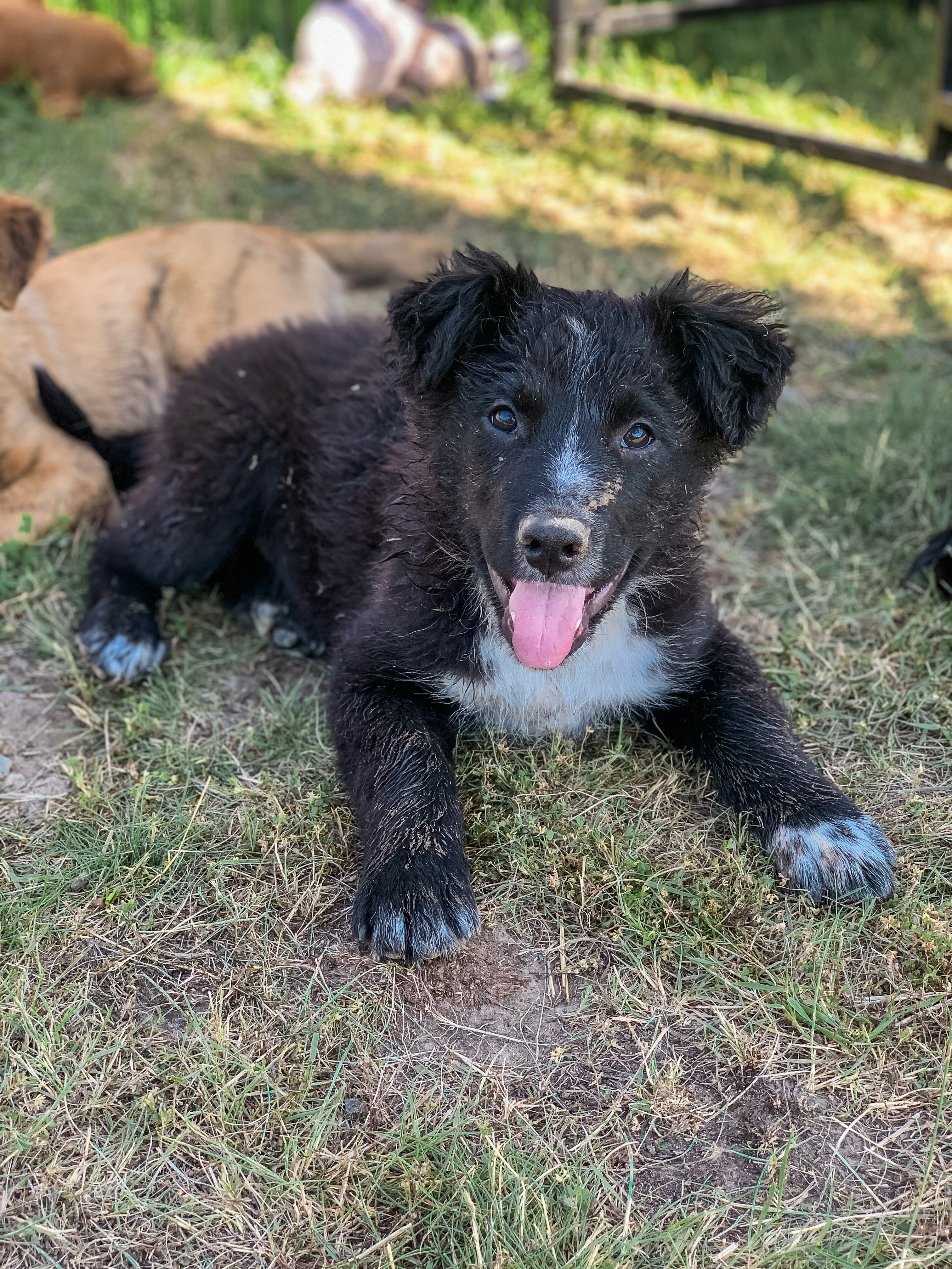 Cobalt, Adopted, Puppy Male Shepherd.