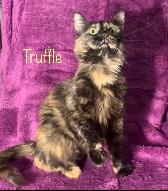 Truffle, adopted, Young Female Tortoiseshell.