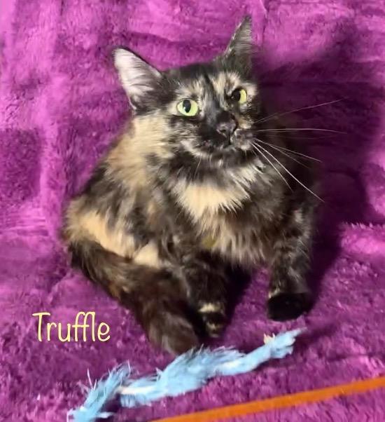 Enlarge Truffle, an adopted Tortoiseshell in Dixon, CA image 2/2