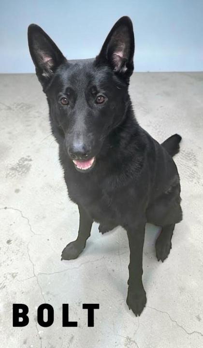 Enlarge Bolt, a Adopted German Shepherd Dog in Sullivan, IN image 1/1