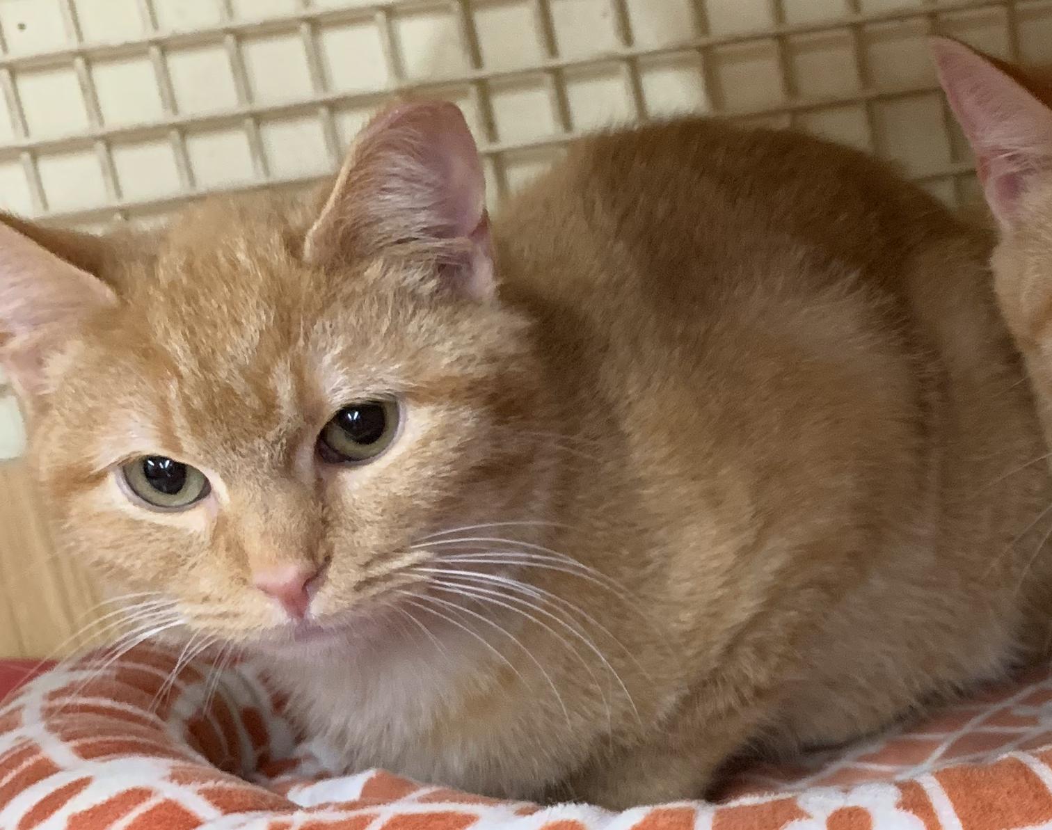 Jeff, a Adopted Domestic Short Hair in Mauldin, SC image 2/3