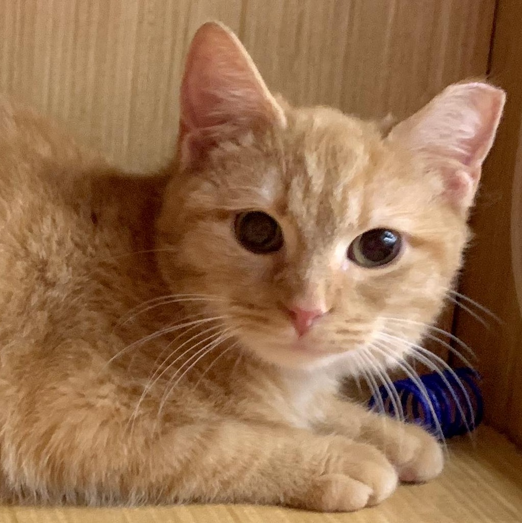 Jeff, a Adopted Domestic Short Hair in Mauldin, SC image 1/3