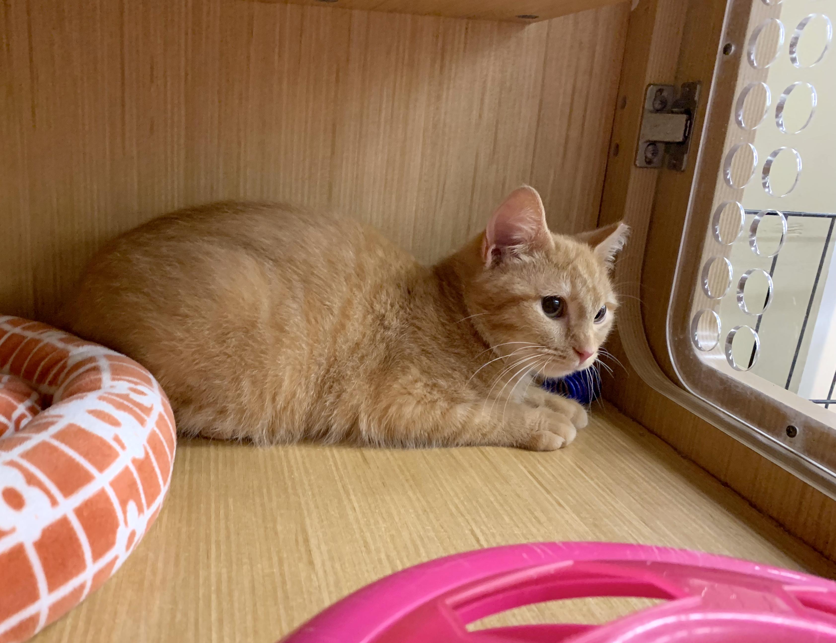 Jeff, a Adopted Domestic Short Hair in Mauldin, SC image 3/3