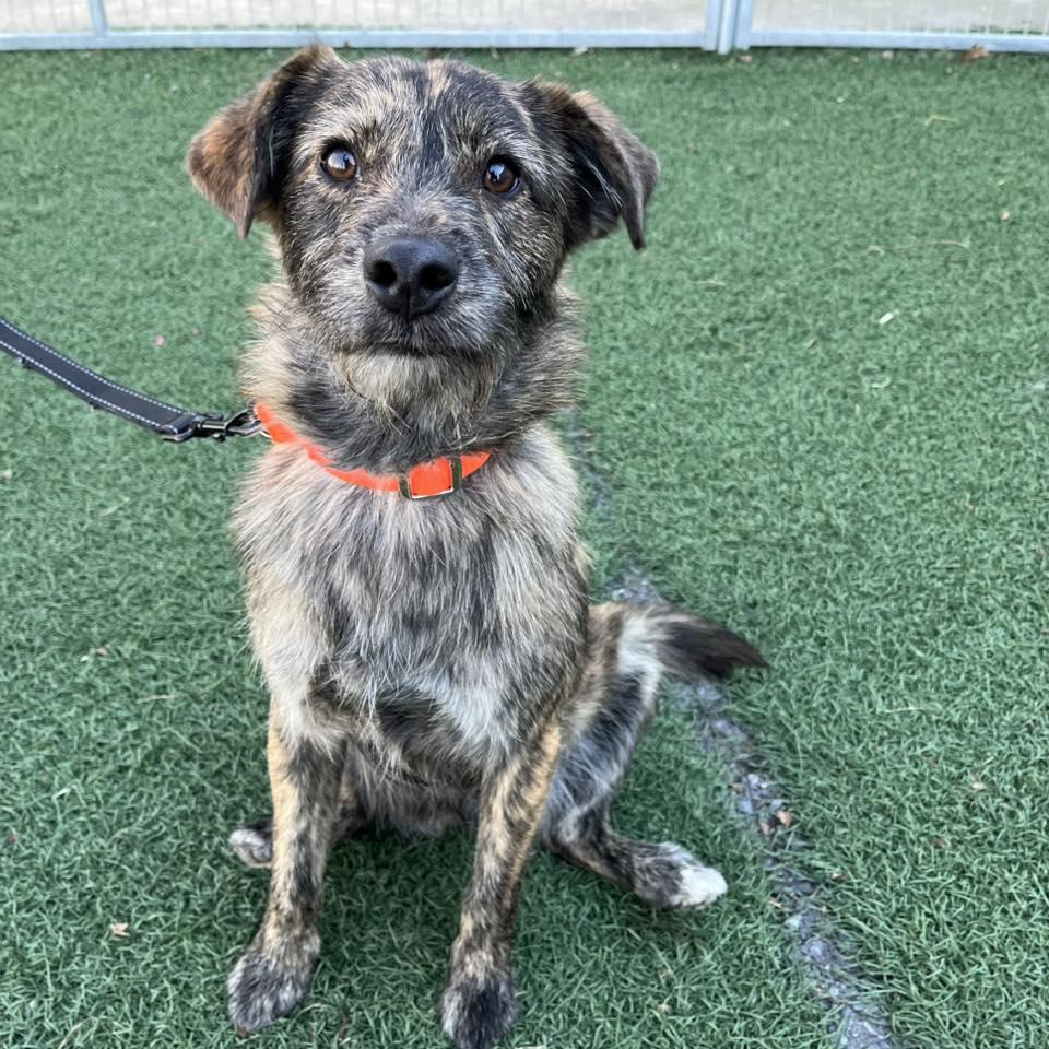 Billy, an adopted mixed breed in Whitehall, PA image 2/5