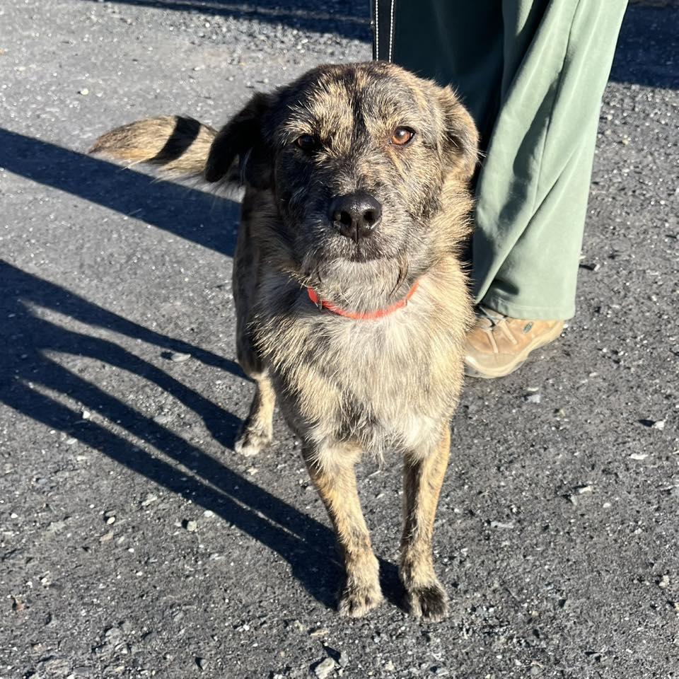 Billy, an adopted mixed breed in Whitehall, PA image 3/5