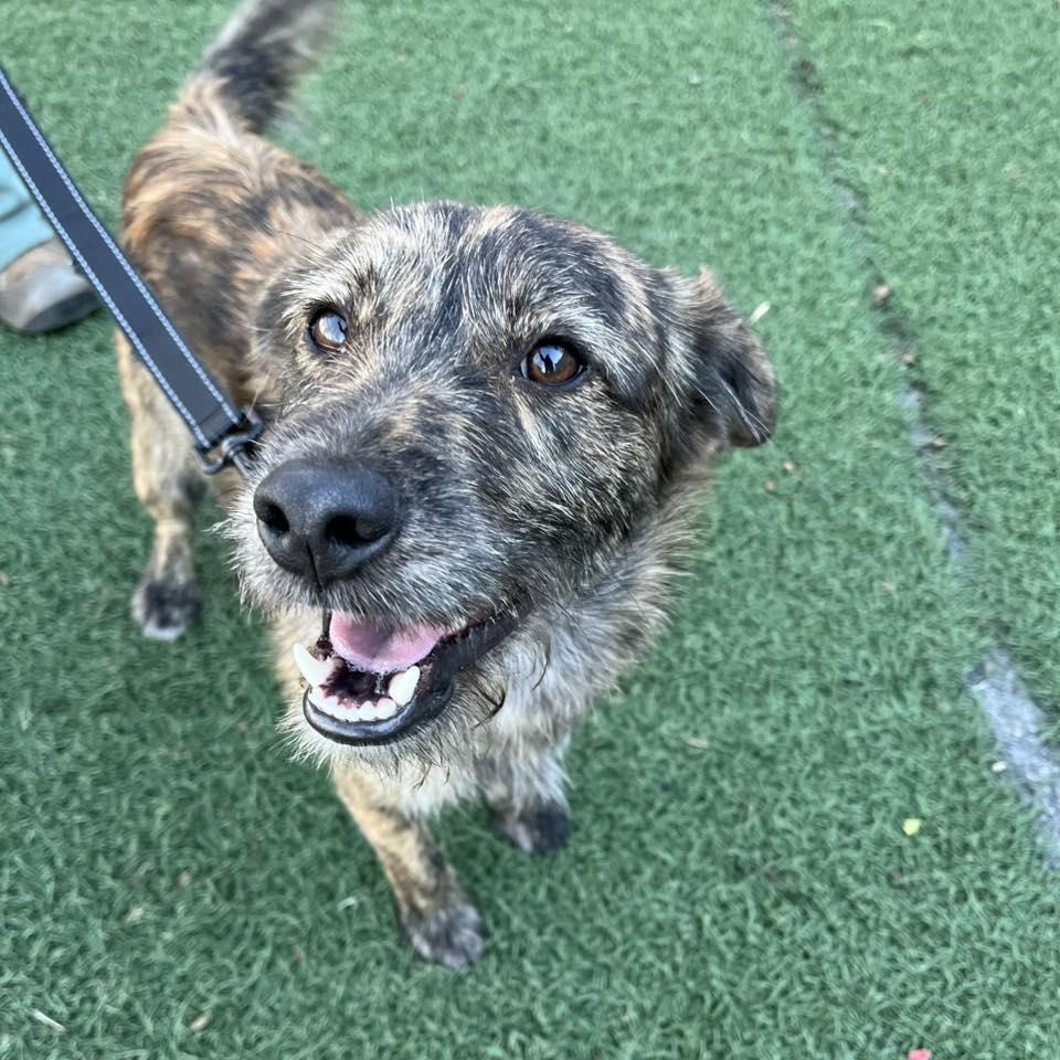 Billy, an adopted mixed breed in Whitehall, PA image 5/5