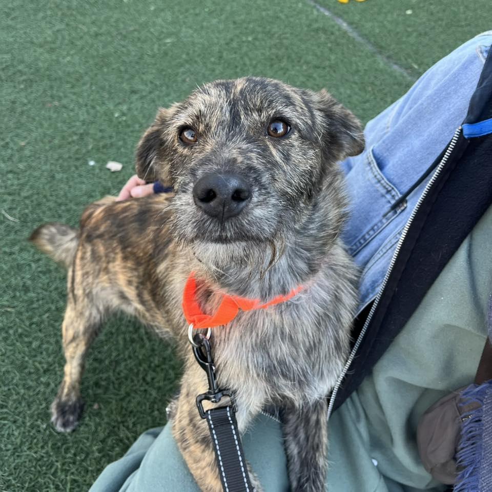 Billy, an adopted mixed breed in Whitehall, PA image 4/5