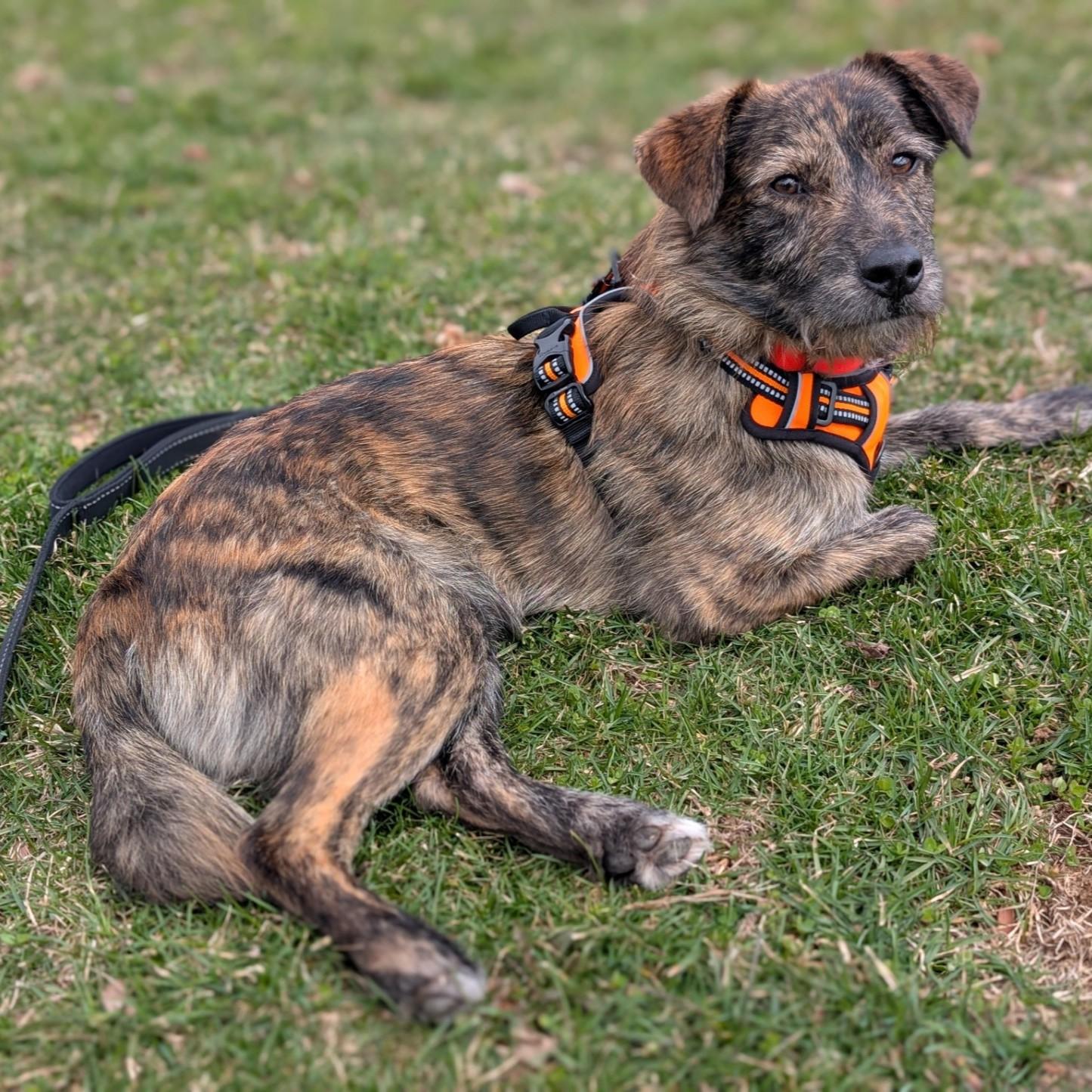 Billy, adopted, Puppy Male Mountain Cur & Terrier.