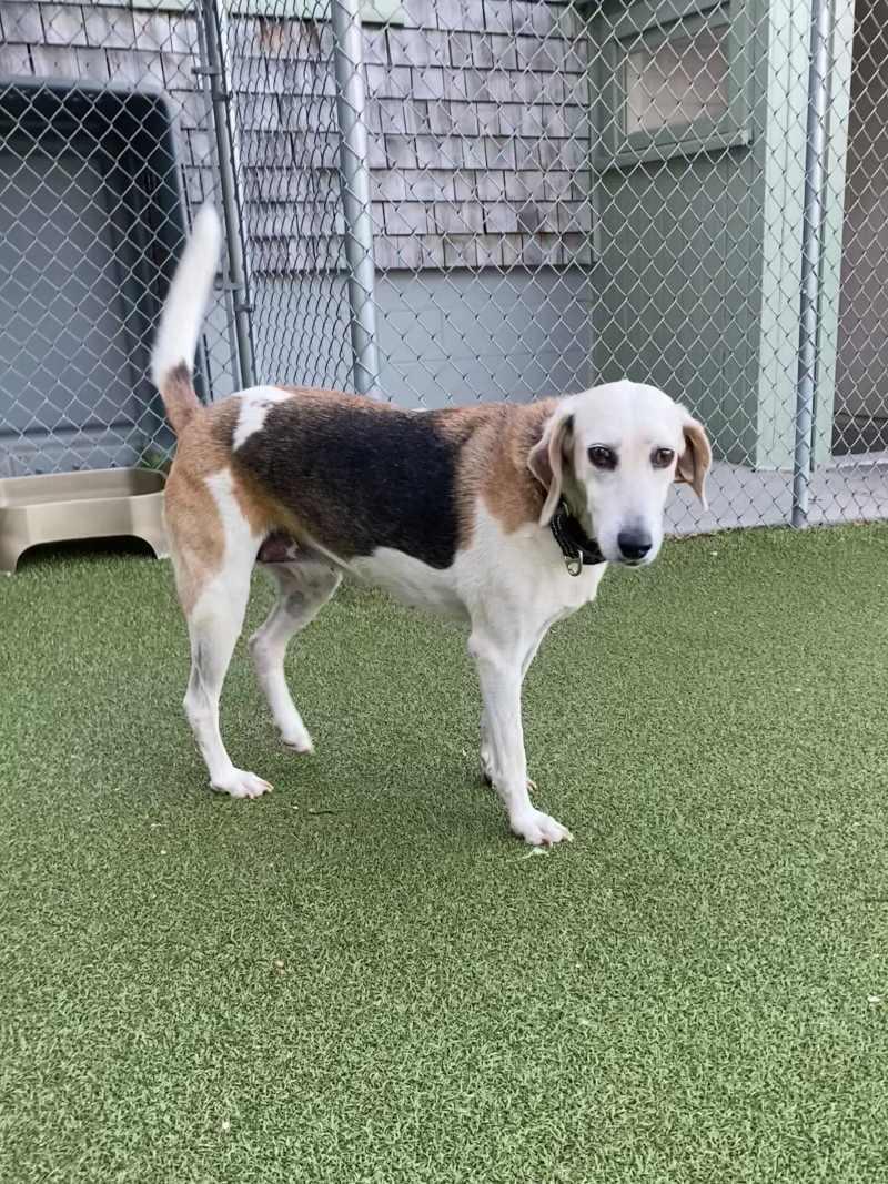 Cedar, ADOPTABLE, Adult Female Coonhound.