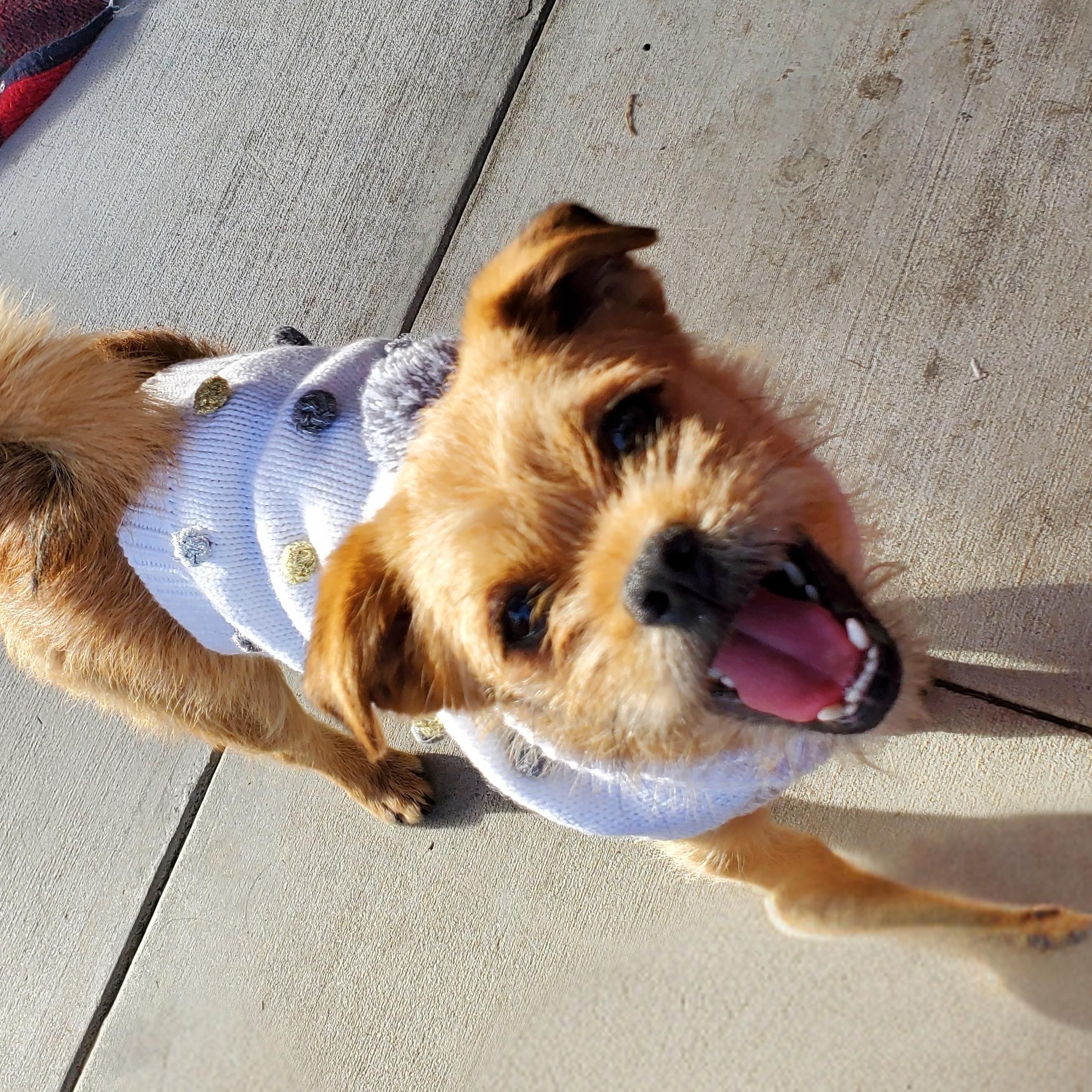 Jimmy, ADOPTABLE, Young Male Brussels Griffon & Border Terrier.