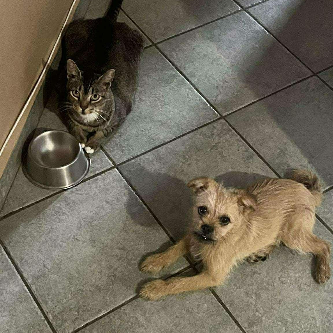 Enlarge Jimmy, a ADOPTABLE mixed breed in Encinitas, CA image 6/6