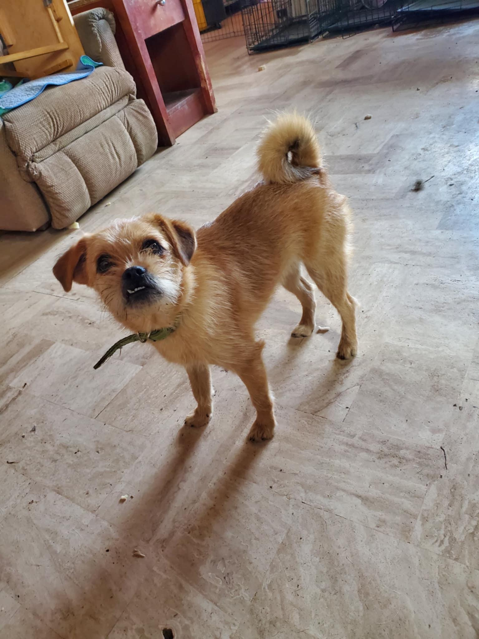 Enlarge Jimmy, a ADOPTABLE mixed breed in Encinitas, CA image 2/6